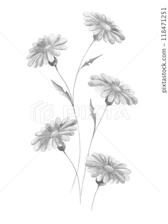Isolated black and white floral design element 118471251