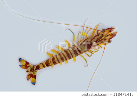 Prawn prawn 118471413