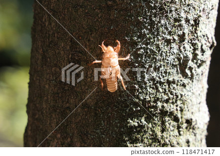 Cicada shell Cicada shell 118471417