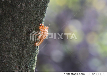 Cicada shell Cicada shell 118471418