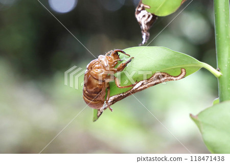 蟬殼 蟬殼 118471438