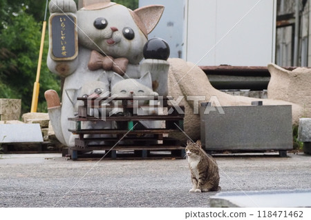 Lucky cat and cat 118471462