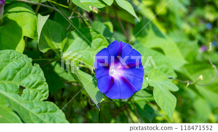 紫色牽牛花花 紫色牽牛花花 118471552