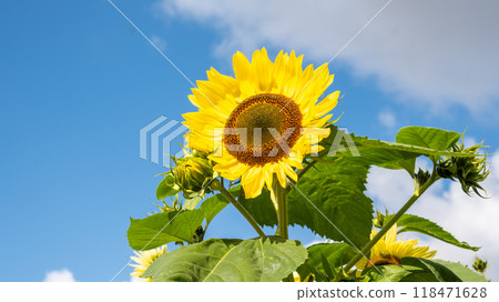 Sunflower blooming towards the sun Sunflower blooming towards the sun 118471628
