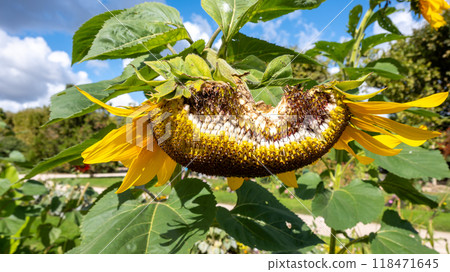 sunflower seed sunflower seed 118471645