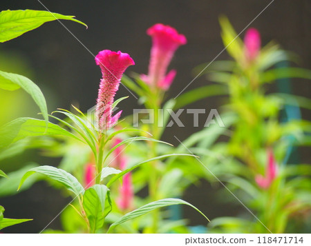 Keito的花 Keito的花 118471714