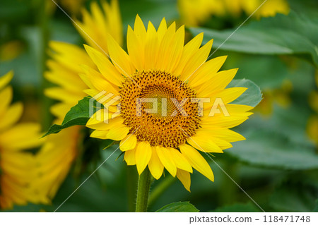 Sunflowers (Hokuryu Sunflower Village) 118471748