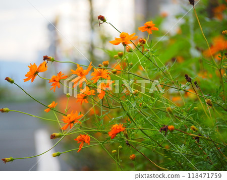 Yellow cosmos blooming in the city 118471759