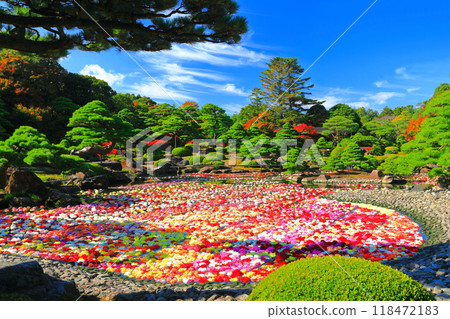 [Shimane] Ikeizumi tenjiku peony (100,000 dahlias) in Yushien in fine weather 118472183