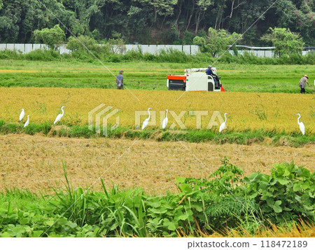 A combine harvester and a flock of herons in a rice field 118472189