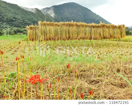 Scenery of rice racks and blooming red spider lilies in a rice field after the rice harvest in autumn Scenery of rice racks and blooming red spider lilies in a rice field after the rice harvest in autumn 118472191
