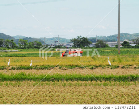 Great Egrets Gathering Around a Rice Harvesting Combine 118472211