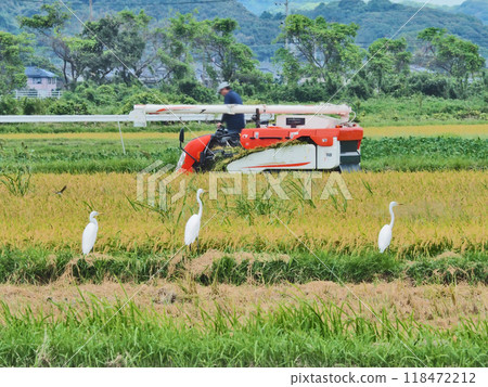 Great Egret around a rice harvesting combine 118472212