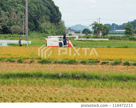 Harvest season in autumn. A scene of farm work, harvesting rice with a combine harvester. 118472213