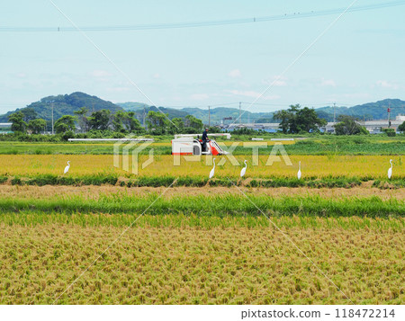 A flock of herons around a combine harvester in a rice field 118472214
