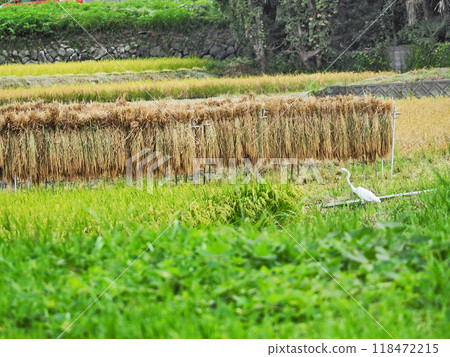 A rice rack and a great egret in a rice field after the rice harvest 118472215