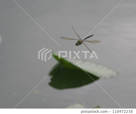 A male silver dragonfly flying over a pond 118472238