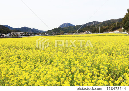 春油菜田開滿黃花 春油菜田開滿黃花 118472344