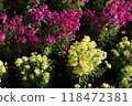 Linaria flowers 118472381