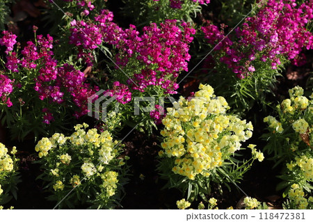 Linaria花 Linaria花 118472381