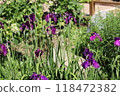 Iris flower 118472382
