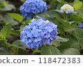 Blue hydrangea 118472383