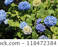 Blue hydrangea 118472384
