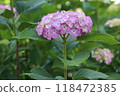 Hydrangea palm bloom with many ornamental flowers fading to light purple 118472385