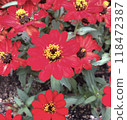 Red jiniya flower 118472387