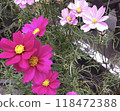 Pink cosmos 118472388