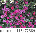 Pink flowers 118472389