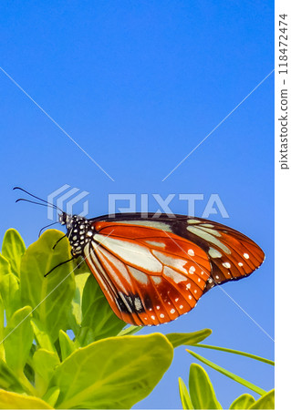 Asagi madara 118472474