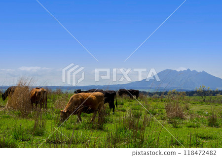 Cows on the Kuju Plateau and Mount Aso 118472482