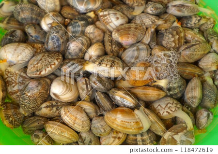 Clams, clams, clam roe, sand removed 118472619