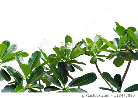 Stunning and Beautiful Green Foliage Set Against a Clean White Background Canvas 118473080