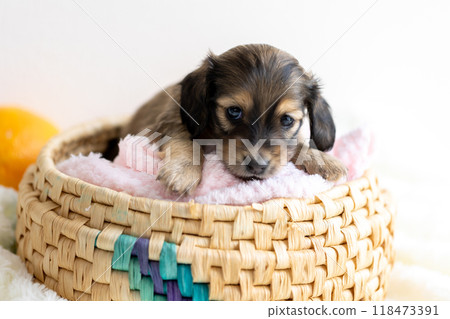 Caninhen 臘腸犬小狗關在籠子裡 Caninhen 臘腸犬小狗關在籠子裡 118473391