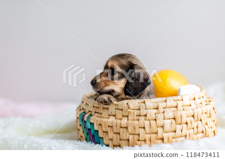 Kaninchen Dachshund puppy in a cage Kaninchen Dachshund puppy in a cage 118473411