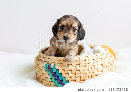 Kaninchen Dachshund puppy in a cage Kaninchen Dachshund puppy in a cage 118473418