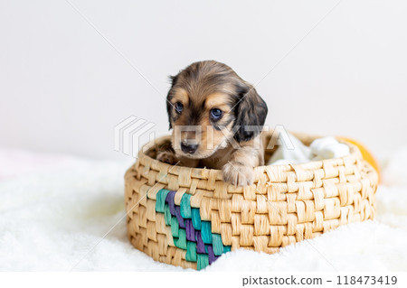 Kaninchen Dachshund puppy in a cage Kaninchen Dachshund puppy in a cage 118473419