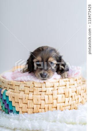 Caninhen 臘腸犬小狗關在籠子裡 118473426