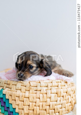 Caninhen 臘腸犬小狗關在籠子裡 118473427