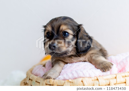 Kaninchen Dachshund puppy in a cage Kaninchen Dachshund puppy in a cage 118473430