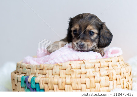 Kaninchen Dachshund puppy in a cage 118473432