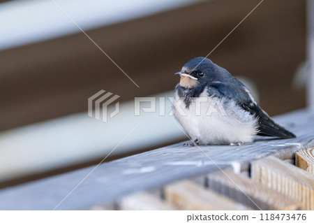 Barn Swallow Fledgling 118473476