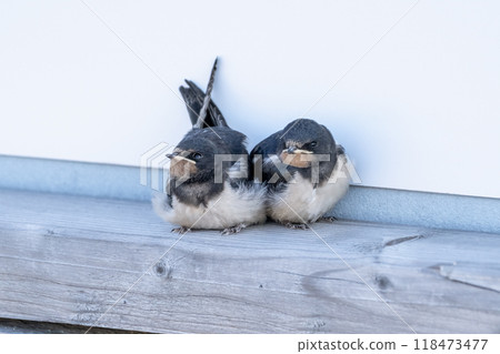 Barn Swallow Fledglings Barn Swallow Fledglings 118473477