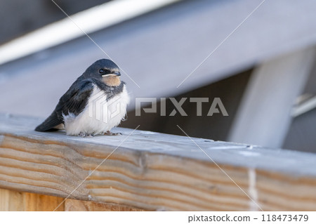 Barn Swallow Fledgling 118473479