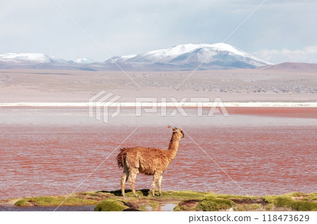 Llama by the red lagoon 118473629