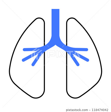 Simplified drawing of the lungs in black lines and bronchial tree in blue. Ideal for anatomy, medical studies, respiratory health, biology education, and healthcare communication. Simple, vector style 118474042