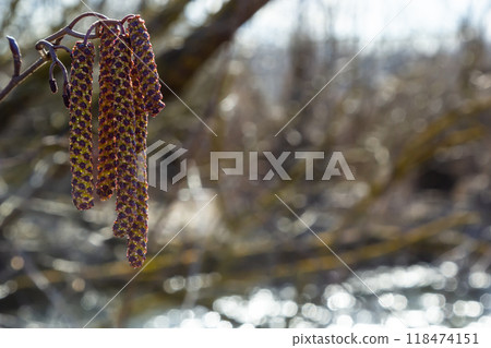 Small branch of black alder Alnus glutinosa with male catkins and female red flowers. Blooming alder in spring beautiful natural background with clear earrings and blurred background 118474151