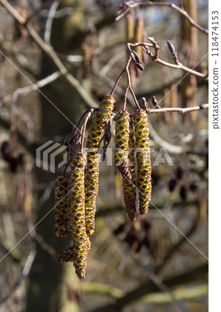 Small branch of black alder Alnus glutinosa with male catkins and female red flowers. Blooming alder in spring beautiful natural background with clear earrings and blurred background 118474153